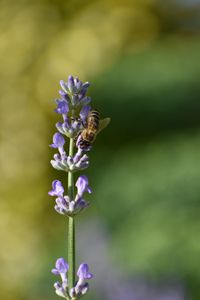 Preview wallpaper bee, insect, flower, macro