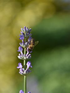 Preview wallpaper bee, insect, flower, macro
