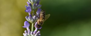 Preview wallpaper bee, insect, flower, macro