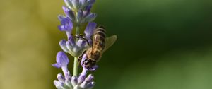 Preview wallpaper bee, insect, flower, macro