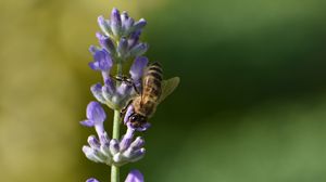 Preview wallpaper bee, insect, flower, macro