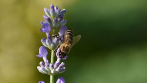 Preview wallpaper bee, insect, flower, macro