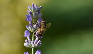 Preview wallpaper bee, insect, flower, macro