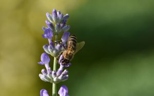 Preview wallpaper bee, insect, flower, macro