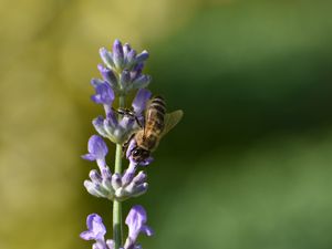 Preview wallpaper bee, insect, flower, macro