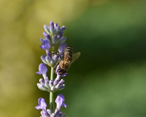 Preview wallpaper bee, insect, flower, macro