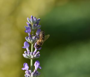 Preview wallpaper bee, insect, flower, macro