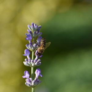 Preview wallpaper bee, insect, flower, macro