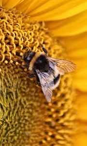 Preview wallpaper bee, insect, flower, macro, yellow