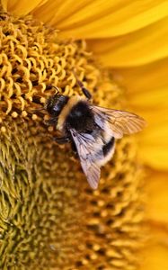 Preview wallpaper bee, insect, flower, macro, yellow