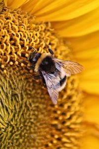 Preview wallpaper bee, insect, flower, macro, yellow