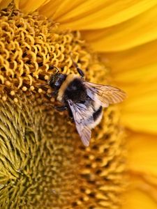 Preview wallpaper bee, insect, flower, macro, yellow