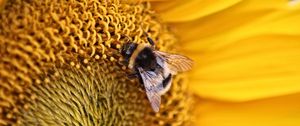 Preview wallpaper bee, insect, flower, macro, yellow