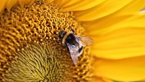 Preview wallpaper bee, insect, flower, macro, yellow