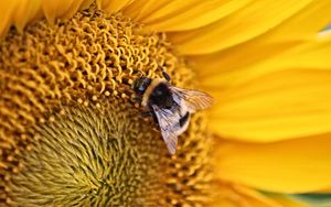 Preview wallpaper bee, insect, flower, macro, yellow