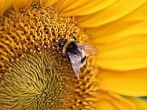 Preview wallpaper bee, insect, flower, macro, yellow