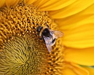 Preview wallpaper bee, insect, flower, macro, yellow