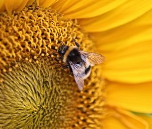 Preview wallpaper bee, insect, flower, macro, yellow