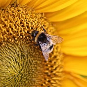 Preview wallpaper bee, insect, flower, macro, yellow