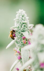 Preview wallpaper bee, insect, flower, macro, focus