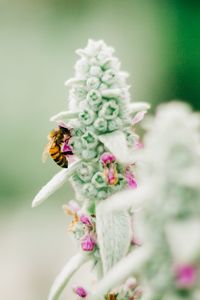 Preview wallpaper bee, insect, flower, macro, focus