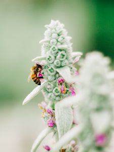 Preview wallpaper bee, insect, flower, macro, focus