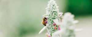 Preview wallpaper bee, insect, flower, macro, focus