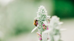 Preview wallpaper bee, insect, flower, macro, focus