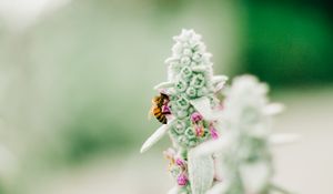 Preview wallpaper bee, insect, flower, macro, focus