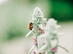 Preview wallpaper bee, insect, flower, macro, focus
