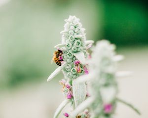 Preview wallpaper bee, insect, flower, macro, focus