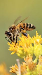 Preview wallpaper bee, insect, flower, bloom, macro