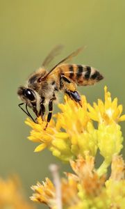 Preview wallpaper bee, insect, flower, bloom, macro