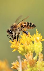 Preview wallpaper bee, insect, flower, bloom, macro