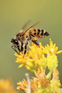 Preview wallpaper bee, insect, flower, bloom, macro