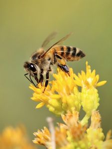 Preview wallpaper bee, insect, flower, bloom, macro