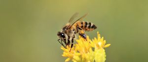 Preview wallpaper bee, insect, flower, bloom, macro