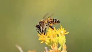 Preview wallpaper bee, insect, flower, bloom, macro