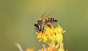 Preview wallpaper bee, insect, flower, bloom, macro