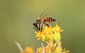 Preview wallpaper bee, insect, flower, bloom, macro