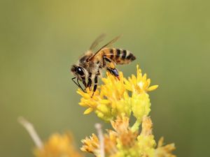 Preview wallpaper bee, insect, flower, bloom, macro