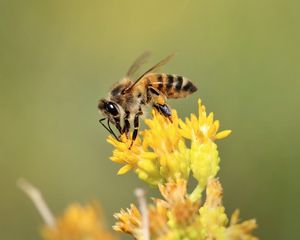 Preview wallpaper bee, insect, flower, bloom, macro