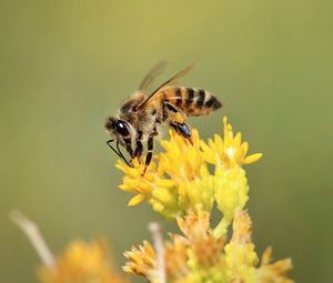 Preview wallpaper bee, insect, flower, bloom, macro