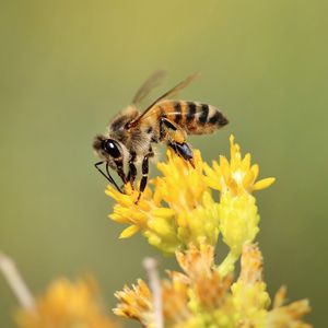 Preview wallpaper bee, insect, flower, bloom, macro