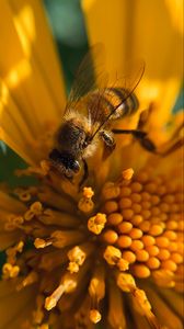 Preview wallpaper bee, insect, flower, pollen, macro, yellow