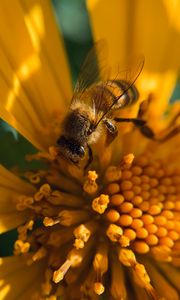 Preview wallpaper bee, insect, flower, pollen, macro, yellow