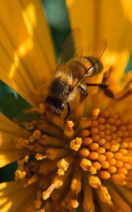 Preview wallpaper bee, insect, flower, pollen, macro, yellow