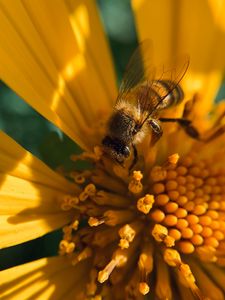 Preview wallpaper bee, insect, flower, pollen, macro, yellow