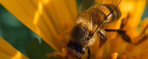 Preview wallpaper bee, insect, flower, pollen, macro, yellow