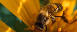 Preview wallpaper bee, insect, flower, pollen, macro, yellow